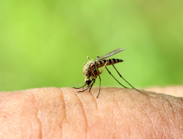 Prenošenje virusa sa komaraca na ljude obično se dešava u avgustu VIDEO